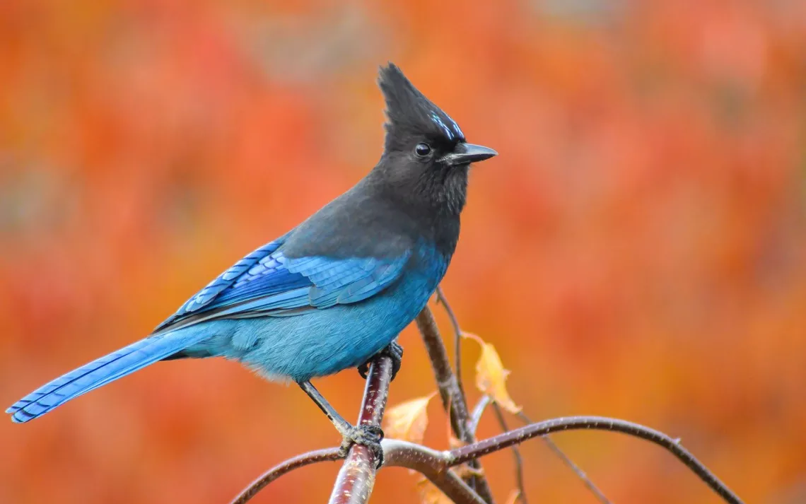 Steller's Jay