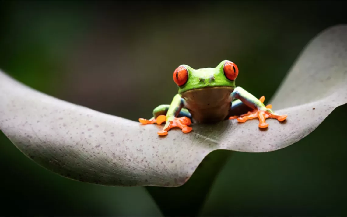 Red-Eyed Tree Frog, La Paz Waterfall Gardens Nature Park, Costa Rica ...