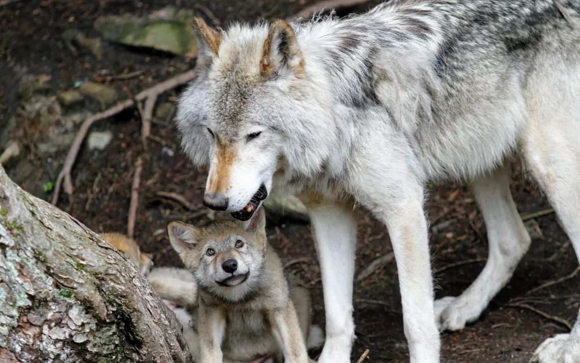 dónde es legal tener un perro lobo