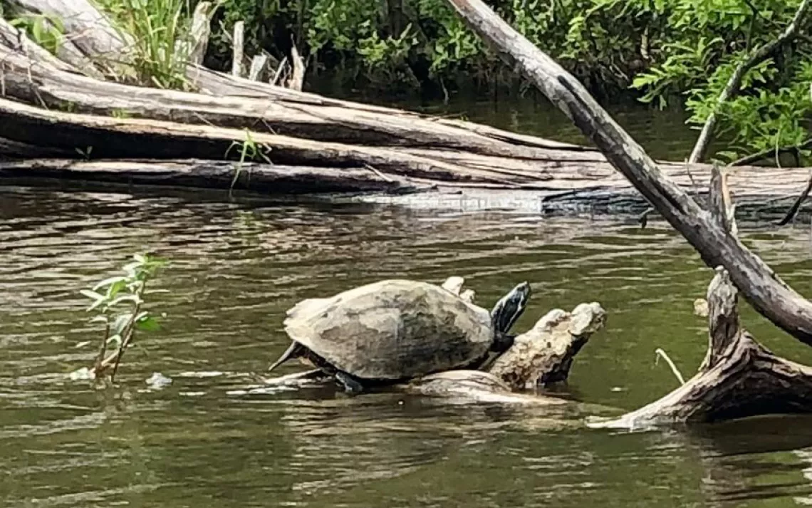 Turtle Bayou Canoe/Kayak Outing – Sunday, April 24 | Sierra Club