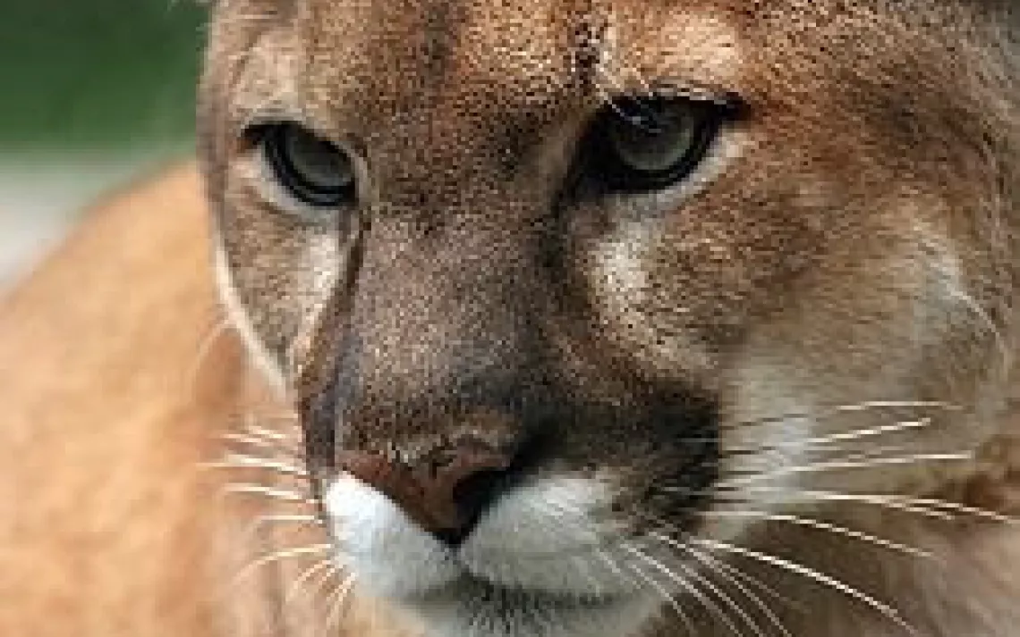 Florida Panther Endangered Status Review Could Spell Trouble Under Trump