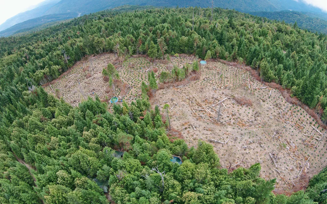 Aerial photo of an approximately 6-acre illegal marijuana grow site near the Hoopa Indian reservation in Humboldt County, Calif.