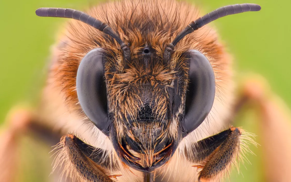 Why we should save the bees, especially the wild bees who need our help most