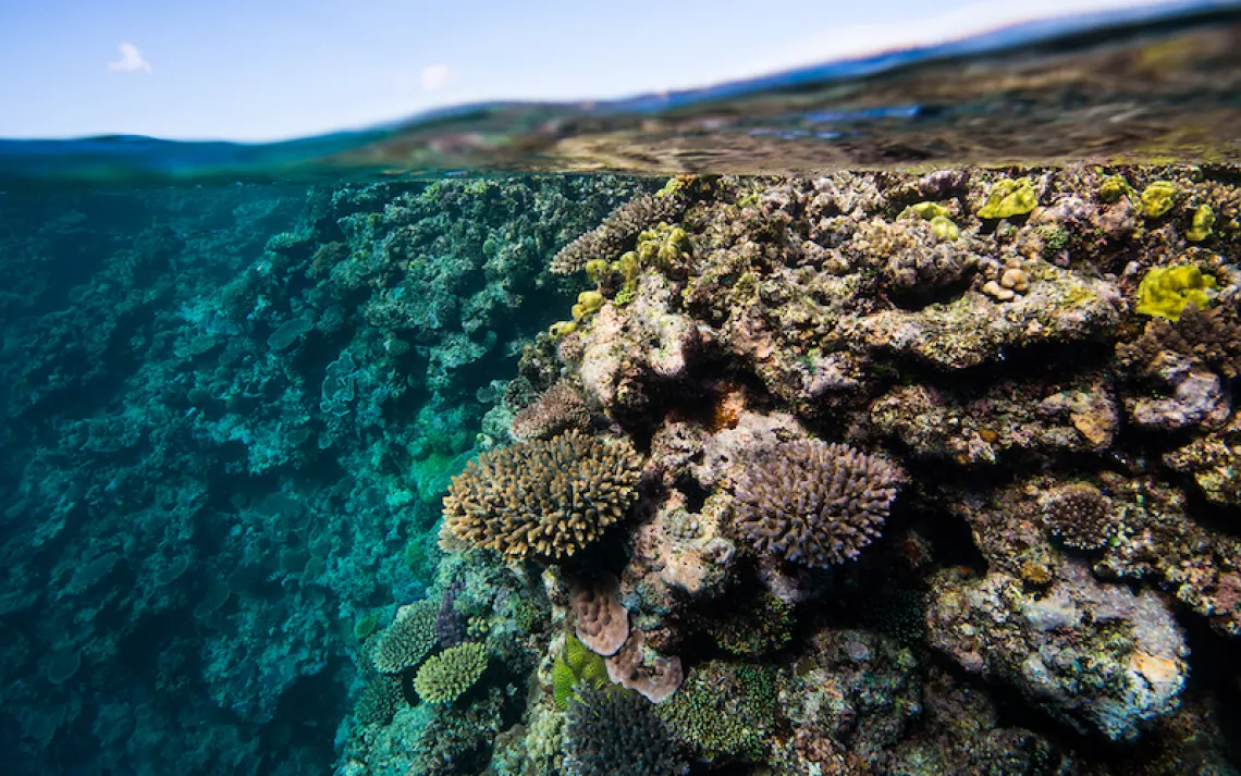 Saving Okinawa's Fragile Coral Reefs, VISIT OKINAWA JAPAN