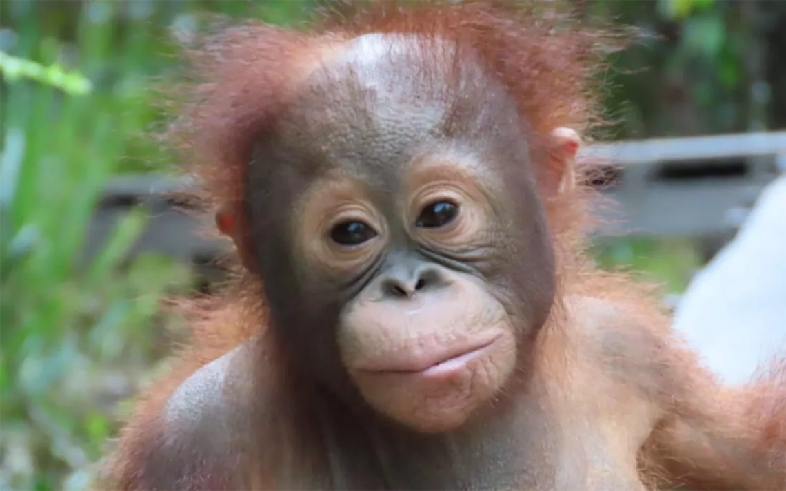 Biruté Mary Galdikas Knows Orangutans | Sierra Club