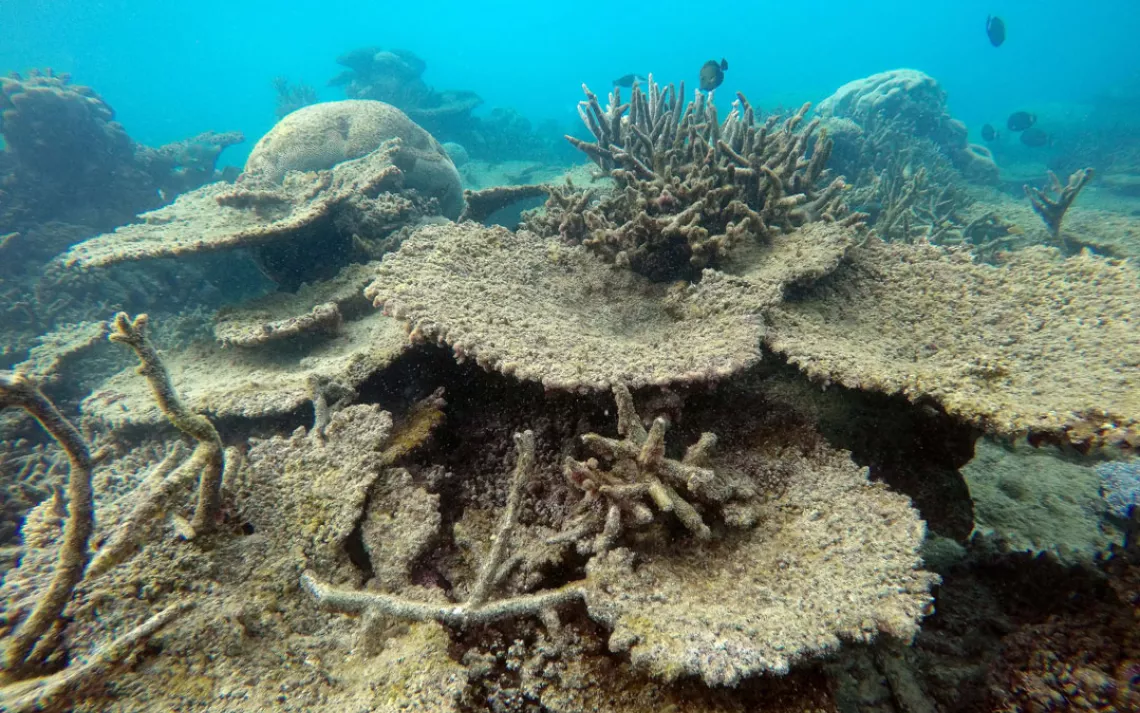 The Largest Die-Off of Corals Ever Just Happened on the Great Barrier Reef