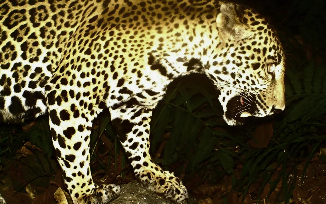 Jaguar  Rainforest Alliance