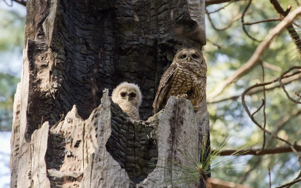 The Burning Questions About Spotted Owls And Fire | Sierra Club