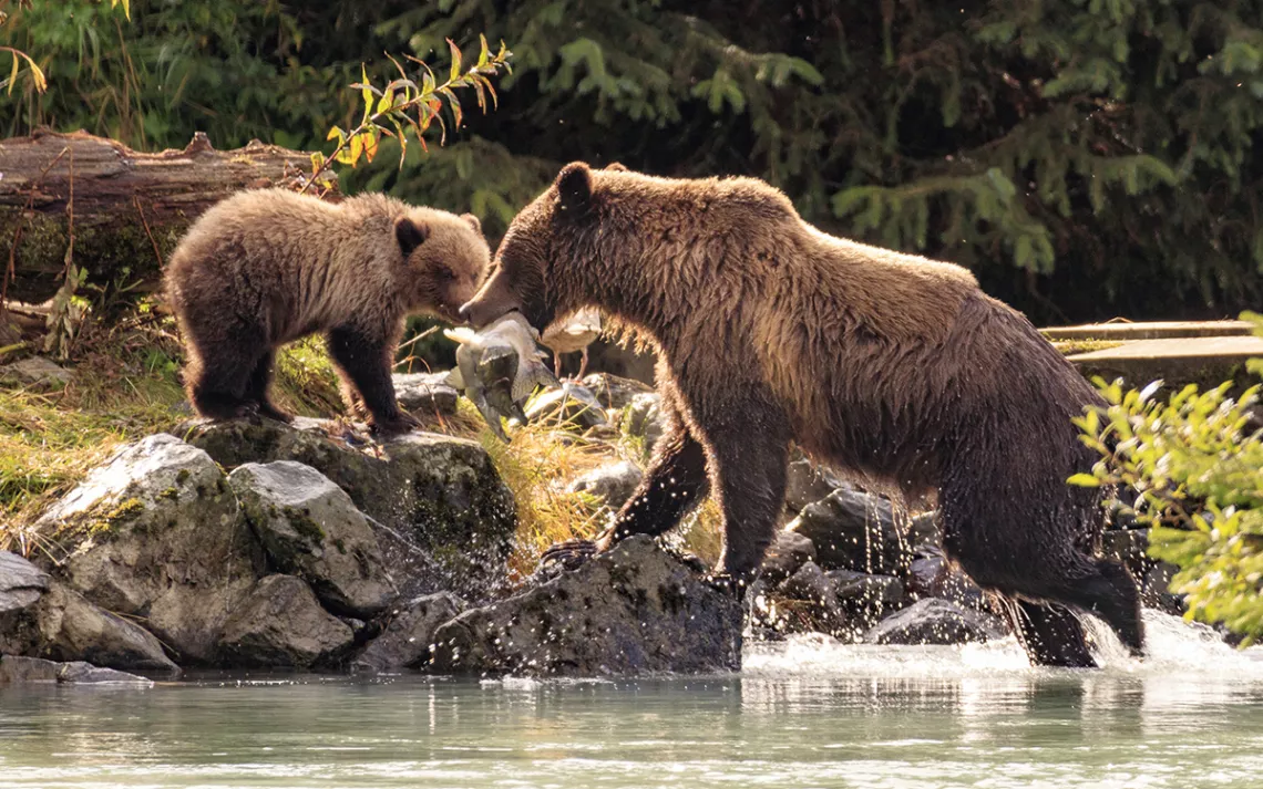 Are Grizzly Bears Endangered?