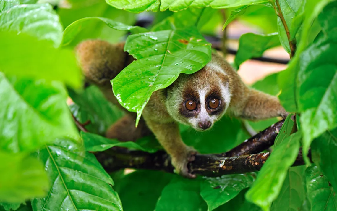 slow loris teeth