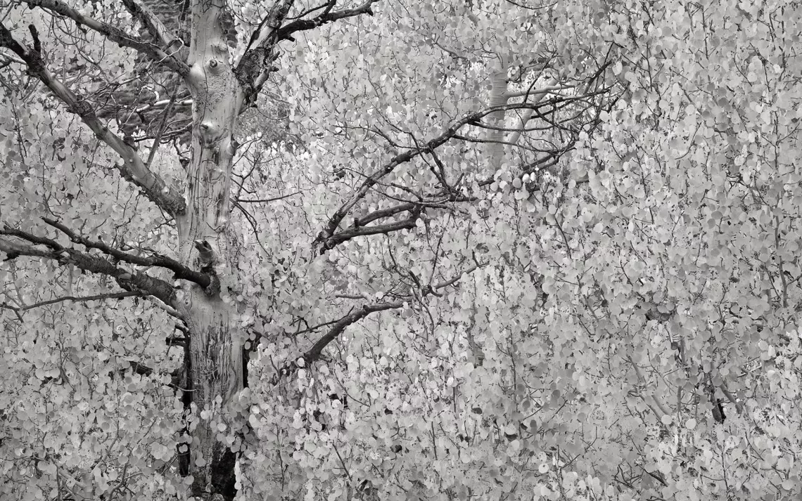 Aspen tree in snow