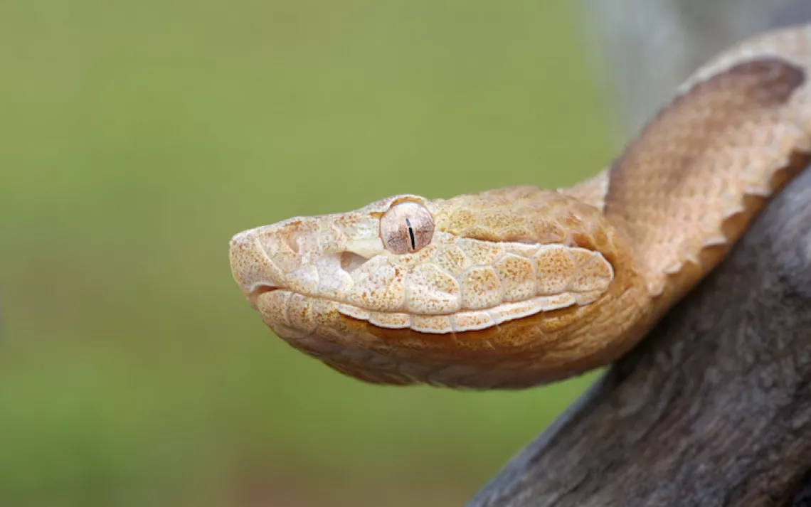 snakes face