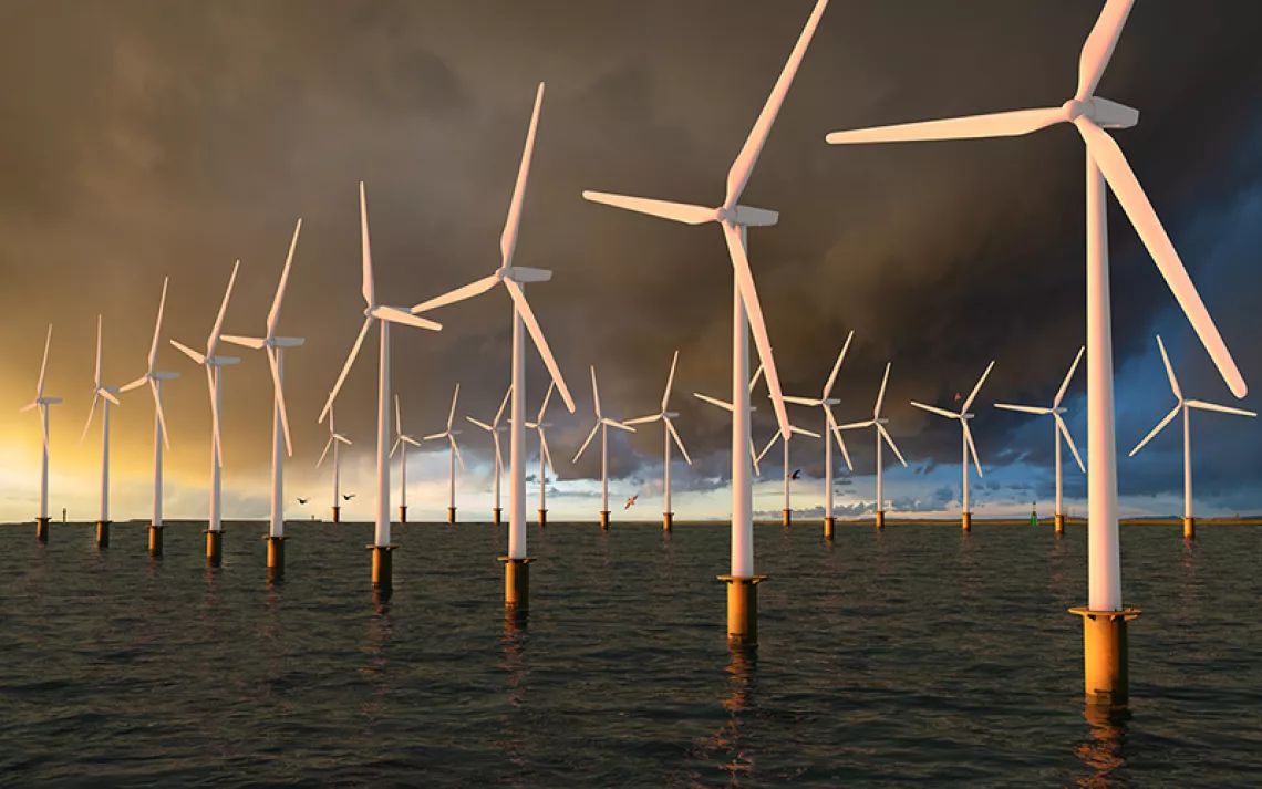 How Do Ocean Wind Turbines Affect Wildlife?