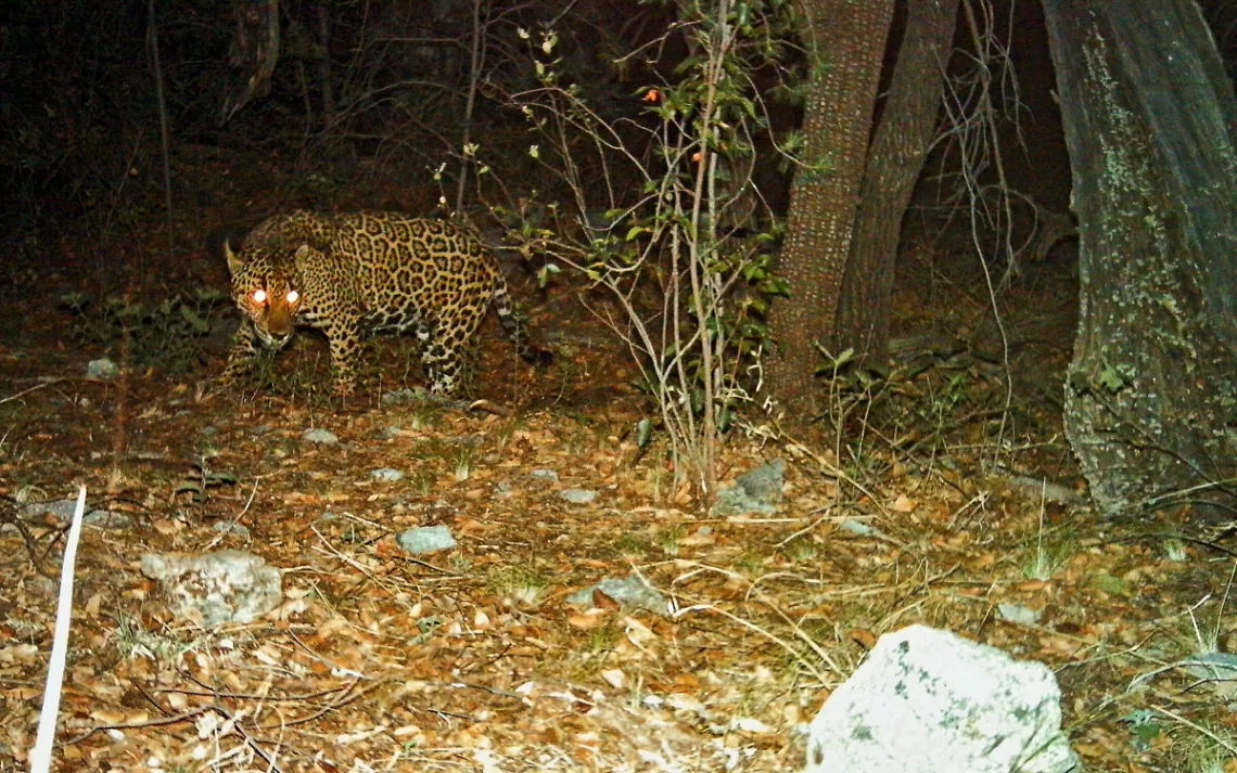 How a border wall could drive the jaguar extinct in America