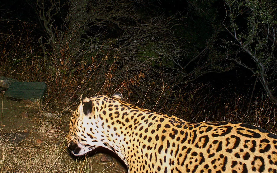 A few jaguars now roam the Arizona borderlands—why that's a big deal