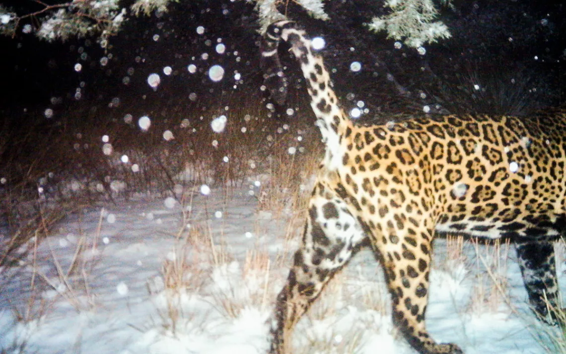 Watch This Jaguar Enjoy a Huge Catfish Lunch Before Slinking Into the Woods  - AZ Animals