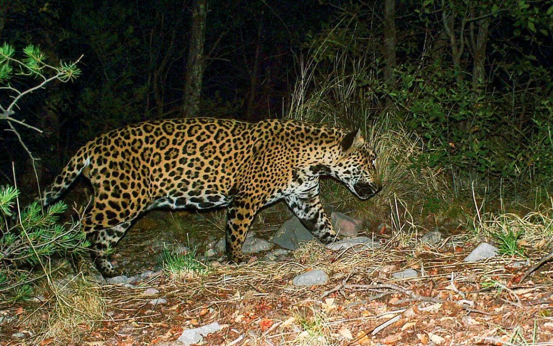 How a border wall could drive the jaguar extinct in America