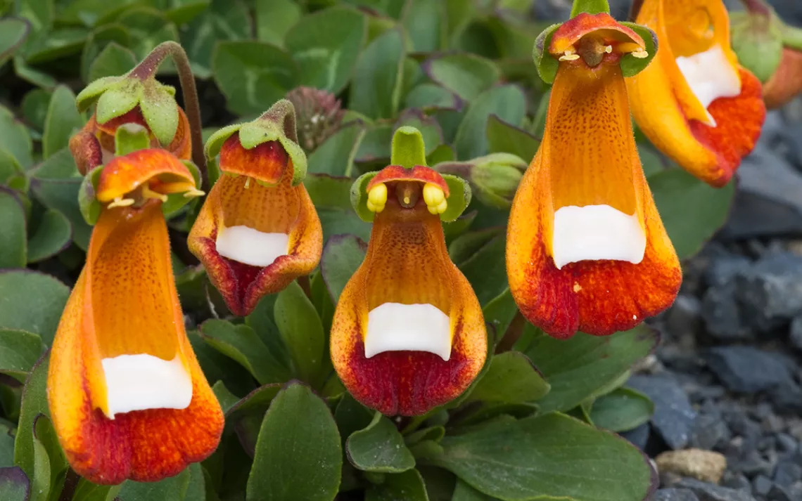 Calceolaria (Lady’s Slippers)