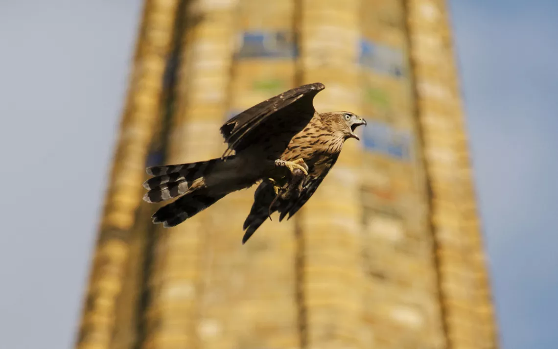 Living Wilderness: Eagle, fox, rabbit: One year later