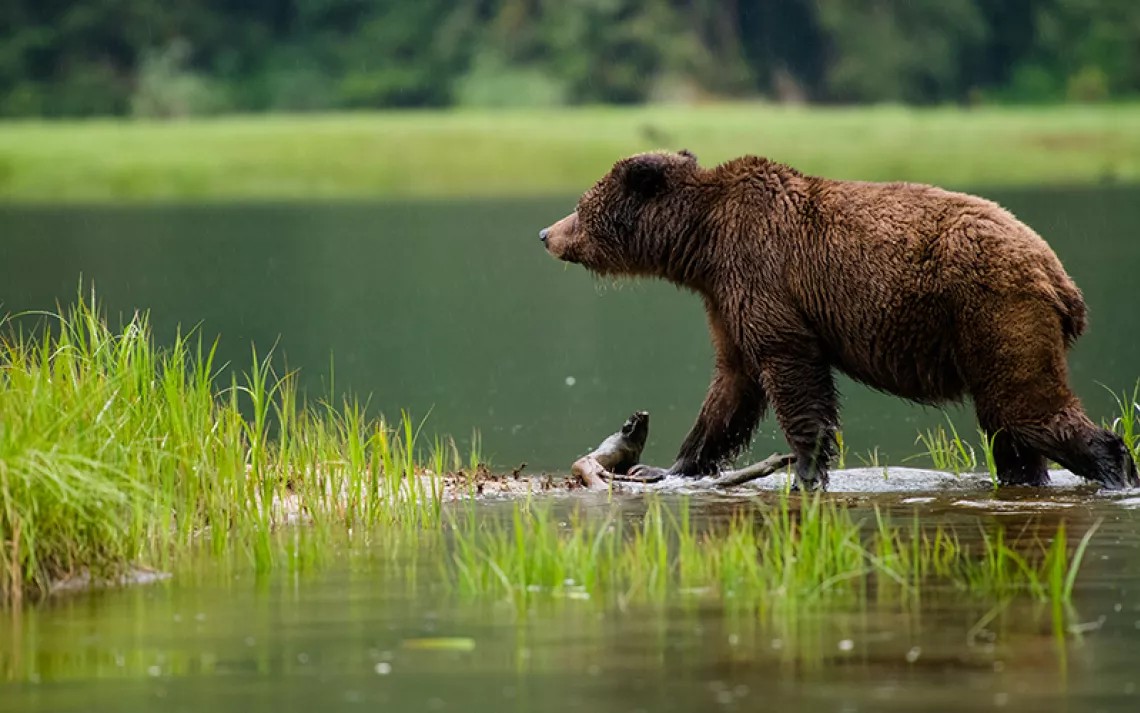 Slideshow: Grizzlies of the Southern Great Bear Rainforest | Sierra Club