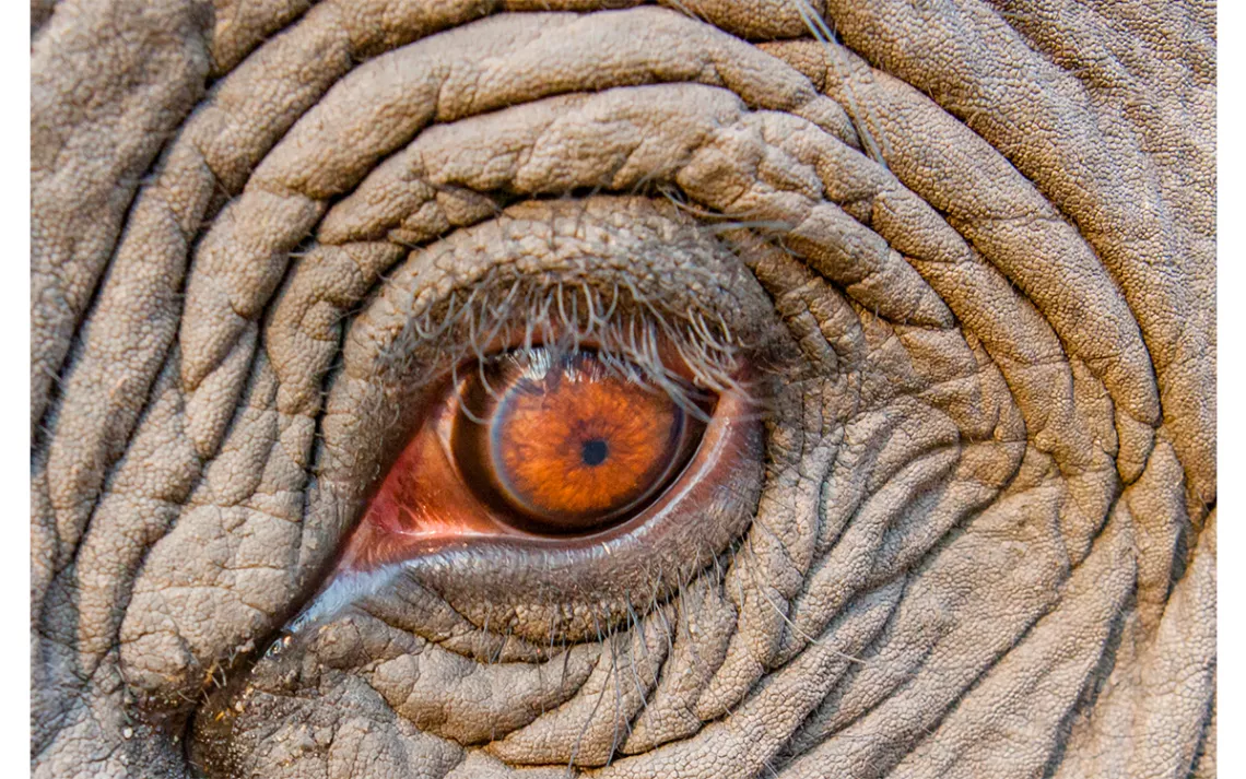 The Will to Save the Elephant From Extinction | Sierra Club