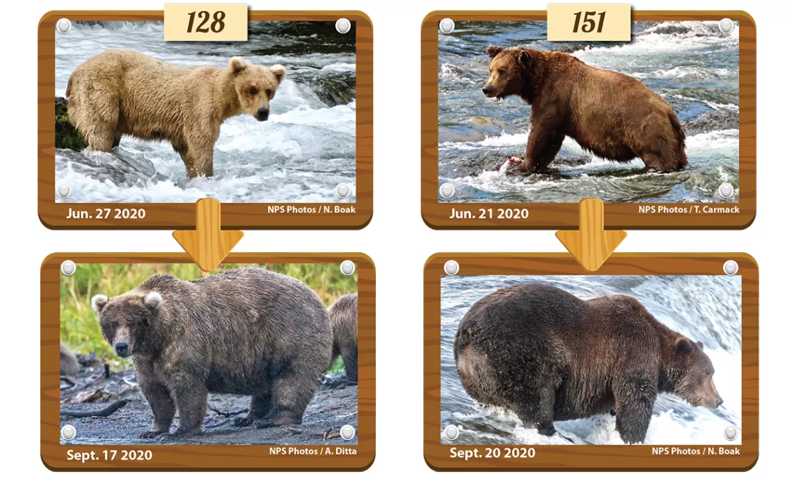 Bear Watching in Katmai National Park and Preserve - Katmai National Park &  Preserve (U.S. National Park Service)