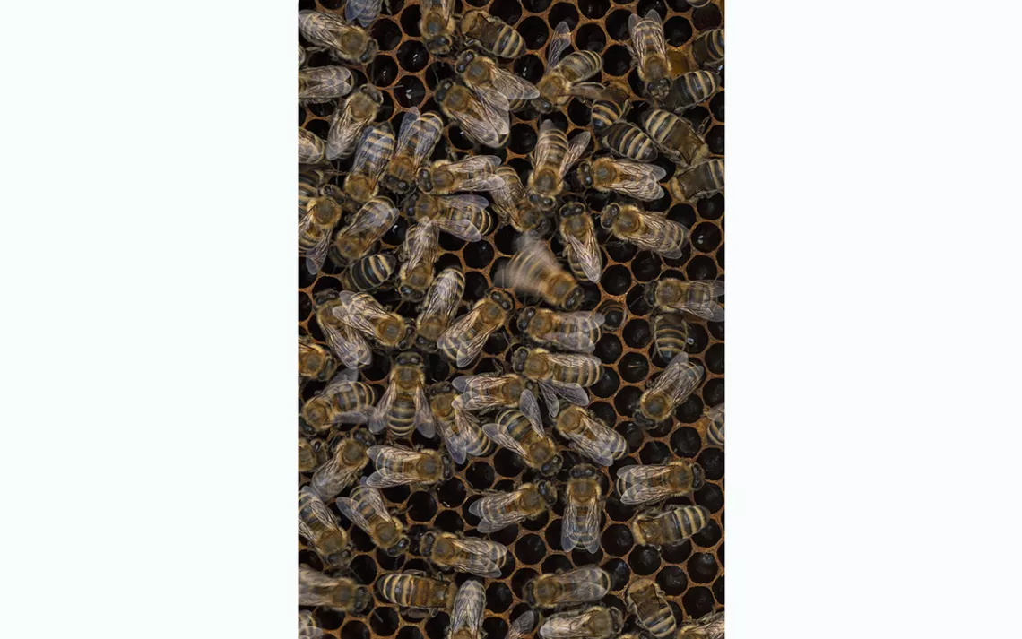 Honey bound  Adventures in Natural Beekeeping