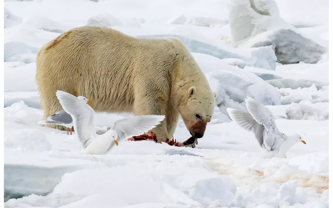 Stop everything and watch this polar bear play in the snow