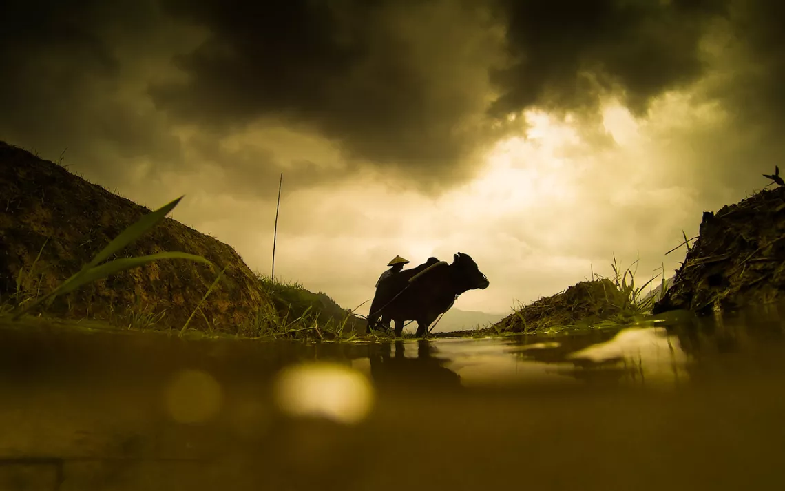 A Yao tribesman leads a water buffalo through a highland rice terrace near Guilin, China. 