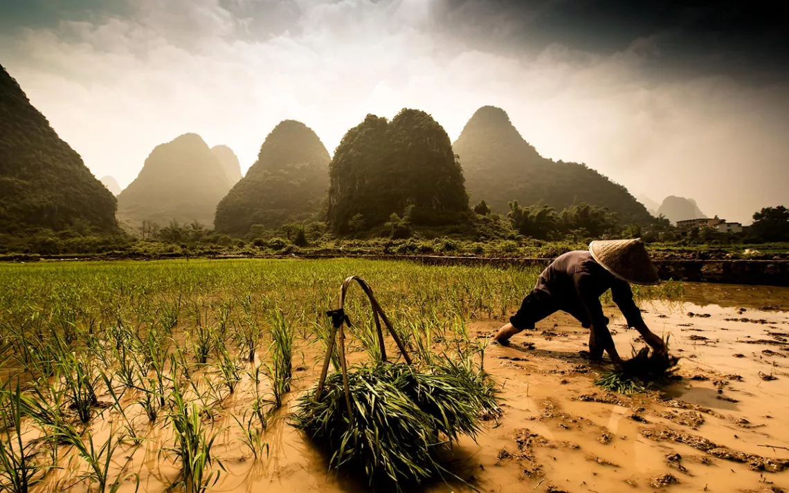 Outside Guilin, China, a farmer hand-plants rice seedlings in a valley among the Karst Mountains. Each seedling is grown from seed until it is ready to be transported to the fields and planted.