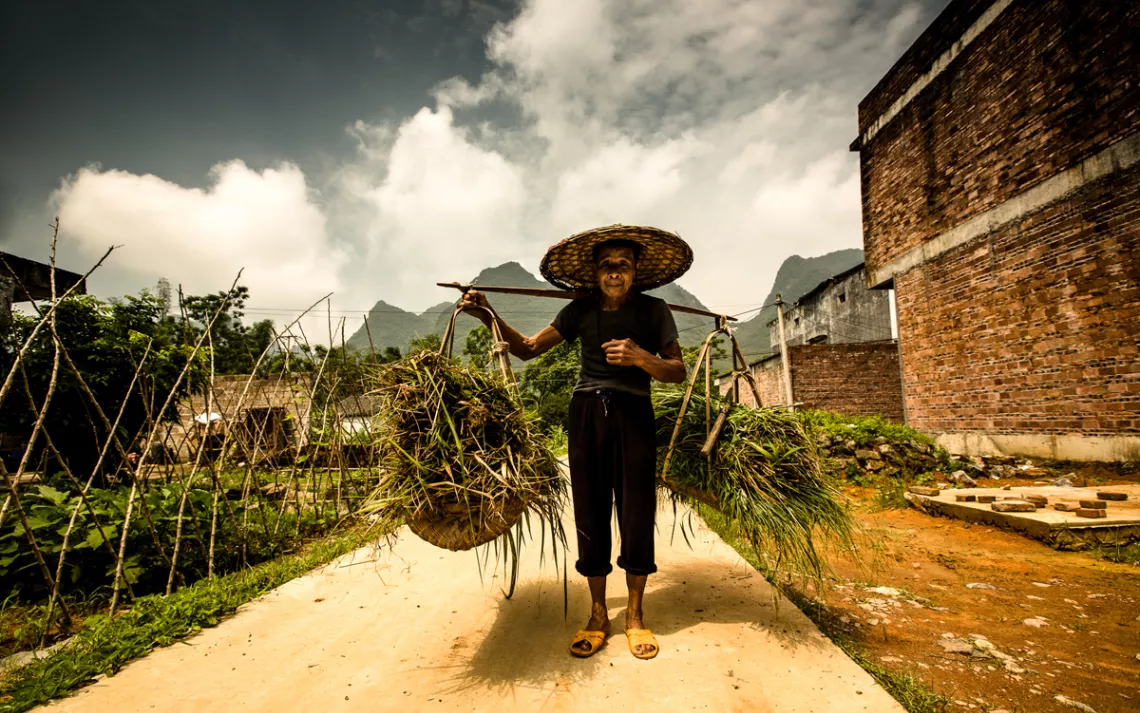 A villager from Daoxian, China, carries a double basket of rice seedlings to the fields to be planted by hand.