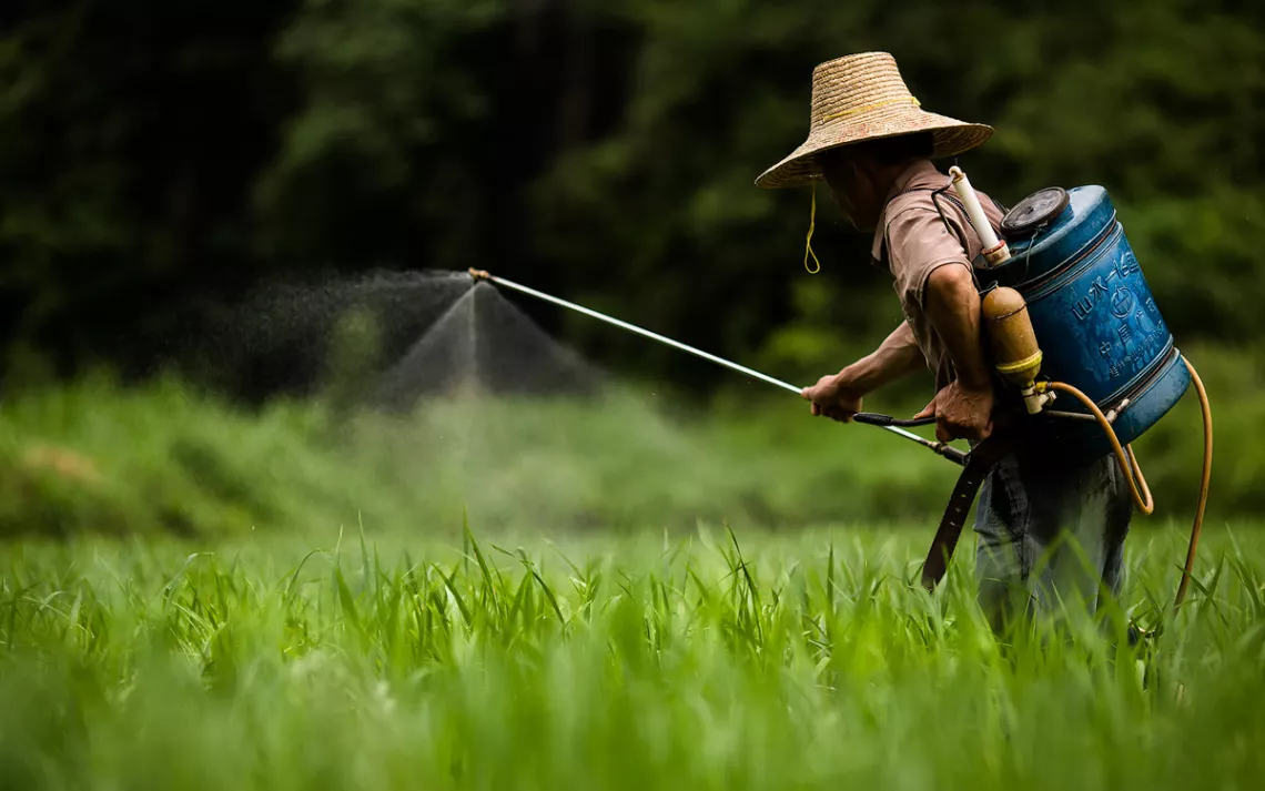 Outside the city of Dong Ha, Vietnam, a farmer sprays pesticides on a rice field. The lowland and larger rice fields would utilize pesticides, while the highland terraces would use ducks to control pests.