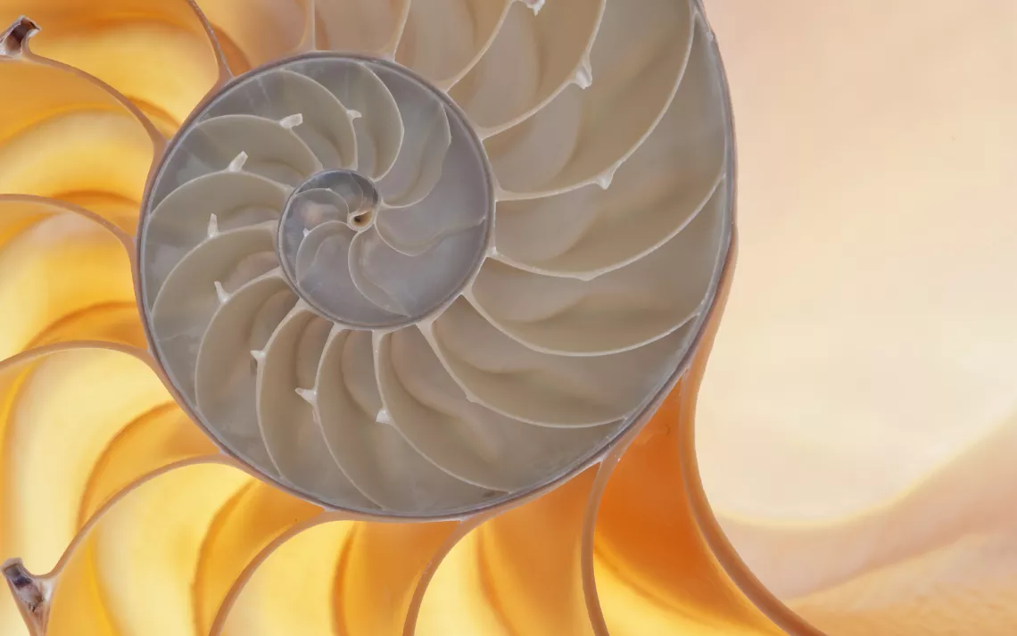 fibonacci sequence in shells