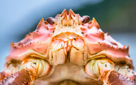 Head of a snow crab. Photo by Gfed|iStock