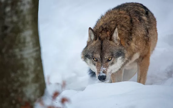Image of a wolf crouching intently in the snow behind a tree. 