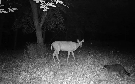 Night-time flash photo of startled-looking deer and raccoon. 
