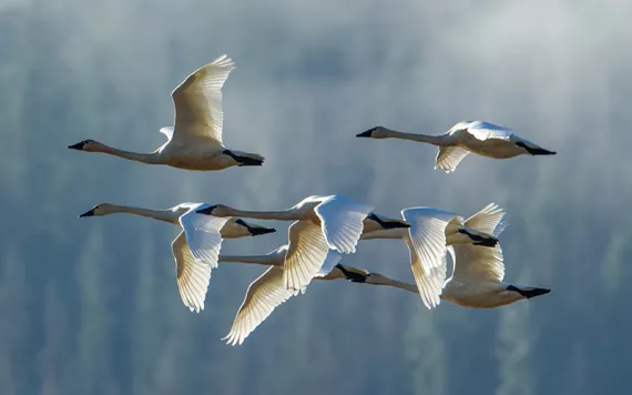 Tundra swans in formation. Photo by gjohnstonphoto | iStock. 