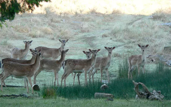 A herd of Fallow deer on Sidney Island