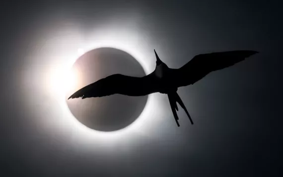 Black-and-white image of the 2024 solar eclipse with the silhouette of a frigate bird flying in front of the sun