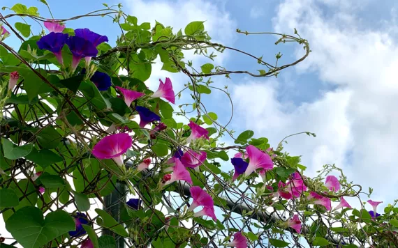 Morning glory vines with pink and purple flowers on a chain-link fence