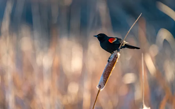  A small black bird with red on its wing sits on a cattail.