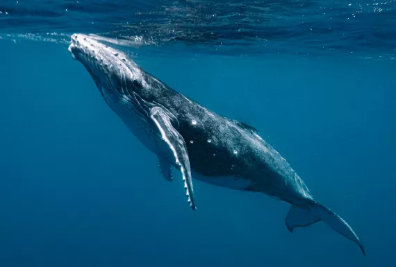 Humpback whale