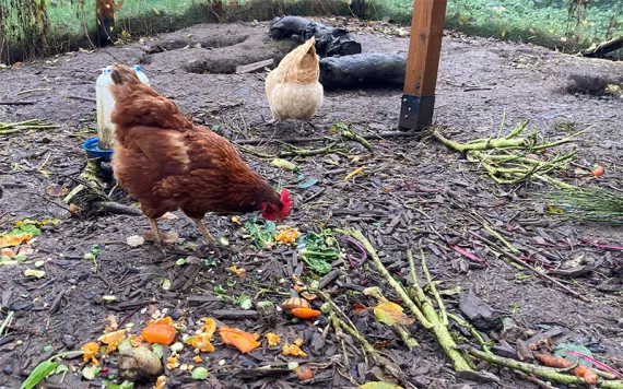 Two of the author’s five chickens—a Buff Orpington and a Rhode Island Red—having brunch on kitchen scraps.