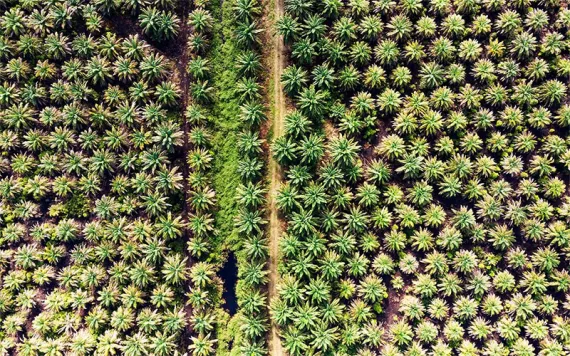 An aerial view of neat rows of palm trees