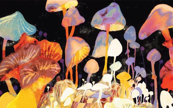 Illustration shows a large cluster of colorful mushrooms