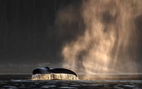 A water line view shows a humpback whale tail with water dripping off it with a misty backdrop at sunset in British Columbia.