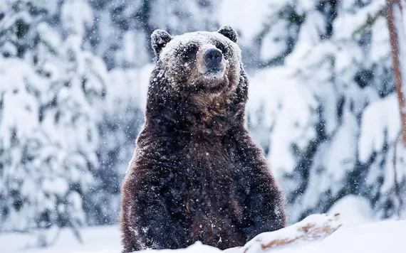 Grizzly bear peaking up from the snow. 