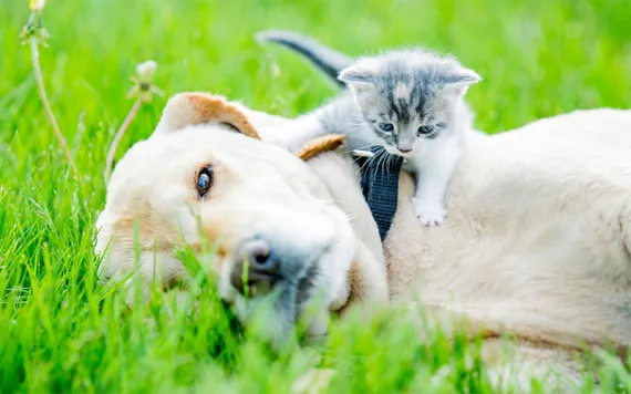 A lab and a kitten lie in the grass