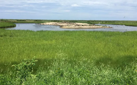 Birds wade in the marshy waters off Poplar Island