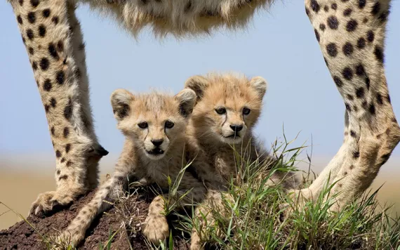 Two cheetah cubs lie on a termite mound facing the camera. Their mother's legs and belly (from the side) are framing them.